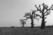 Paysage Sénégal