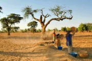 Baobab Sénégal